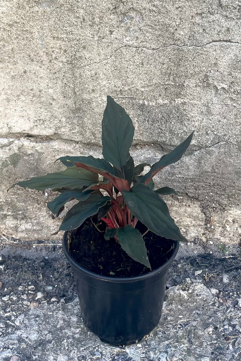 A frontal view of Homalomena humilis 'Black Form' 4" against a concrete backdrop
