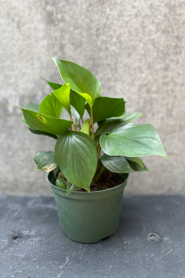 Homalomena 'Emerald Gem' plant in a 6" growers pot against a grey wall. 