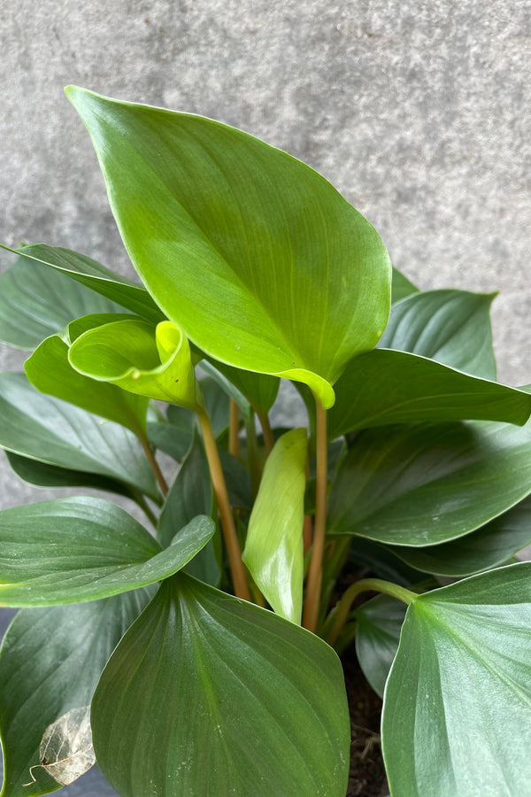 Homalomena 'Emerald Gem' plant detail shot of the leaves.