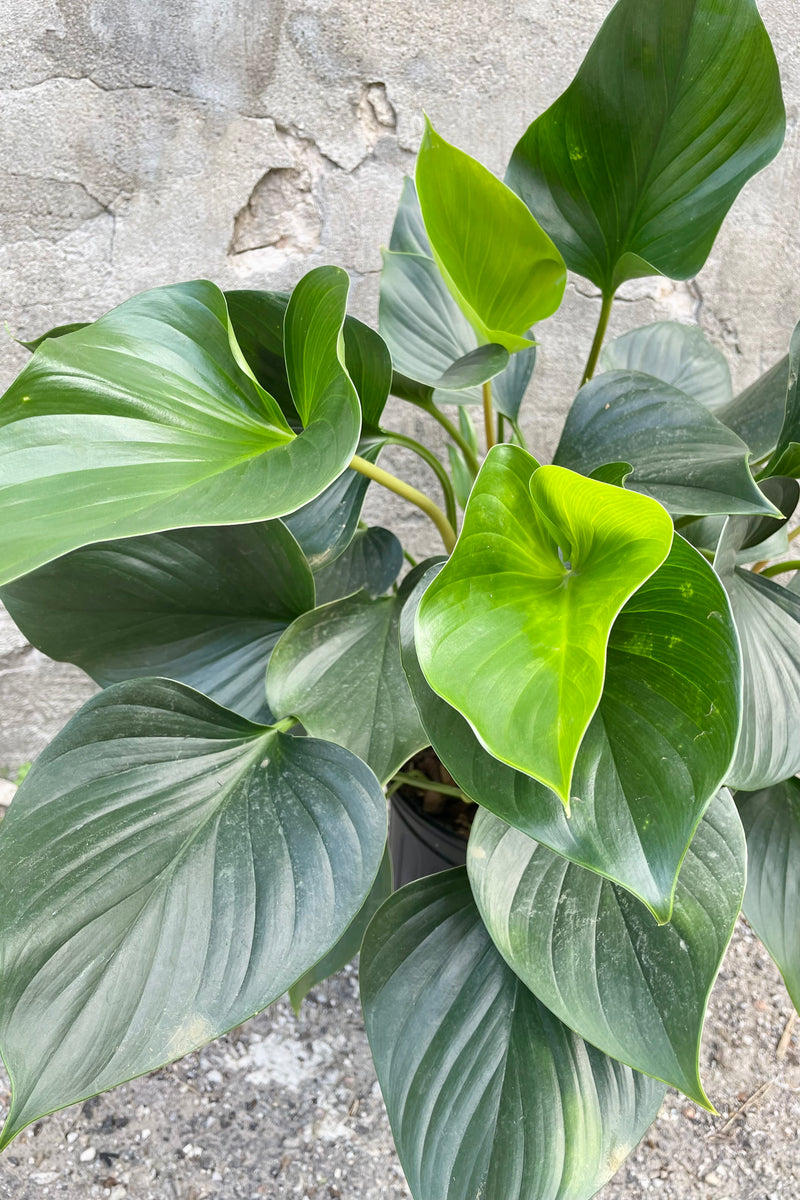 An overhead detailed shot of the leaves of the 8" Homalomena 'Emerald Gem' against a concrete backdrop