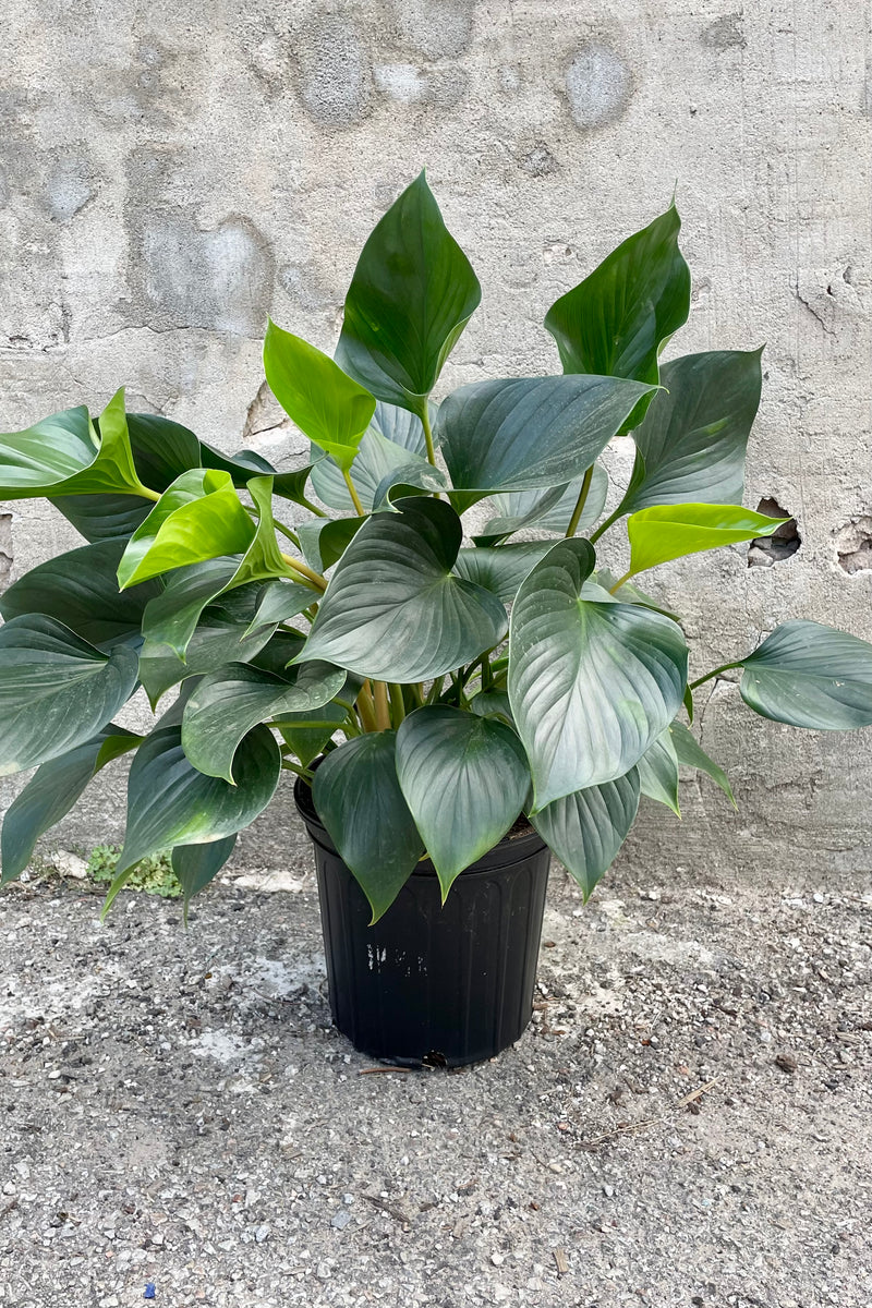 A frontal view of the 8" Homalomena 'Emerald Gem' against a concrete backdrop