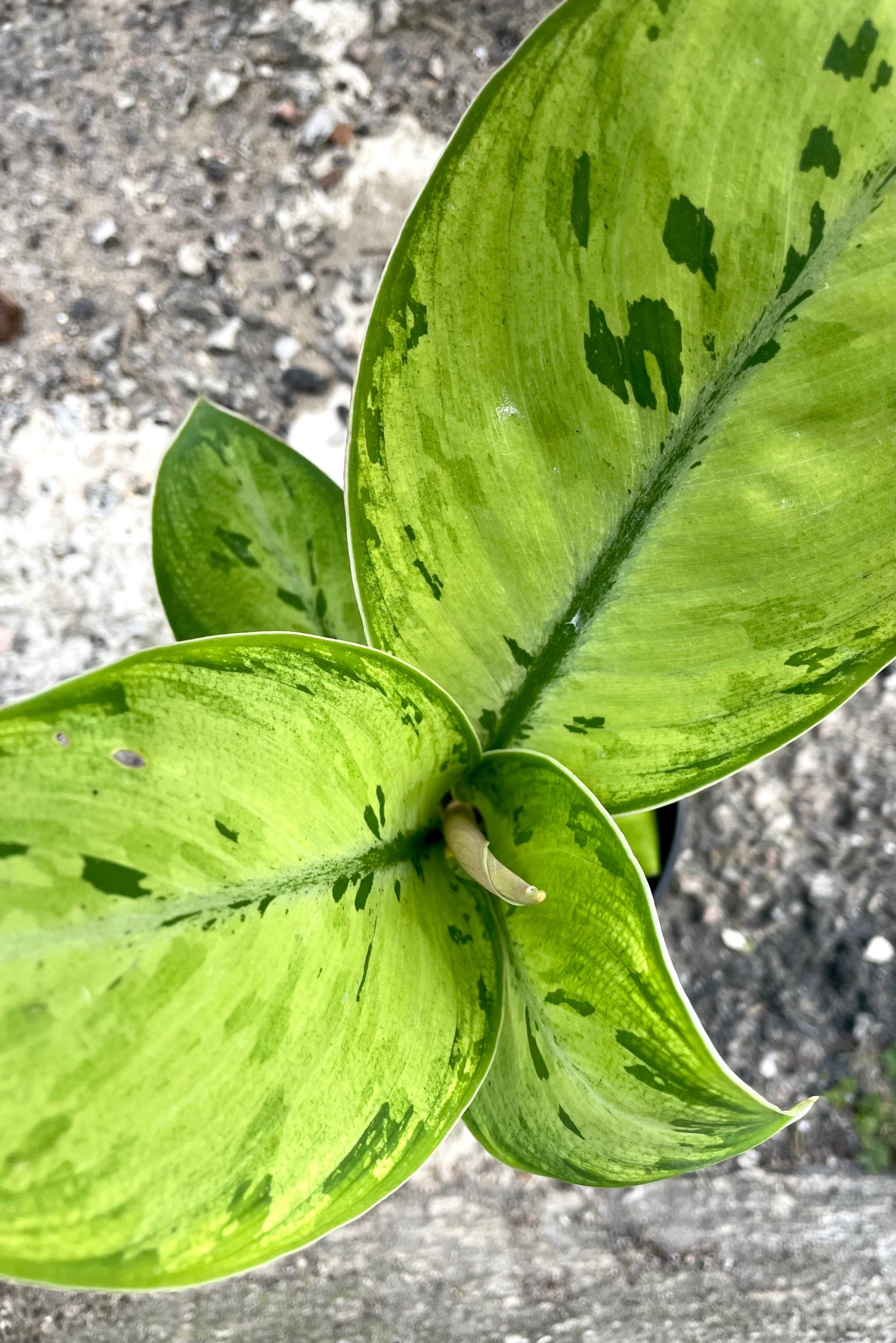 A close-up view of the leaves of the 4.5" Homalomena 'Selby' against a concrete backdrop ©Sprout Home
