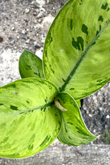 A close-up view of the leaves of the 4.5" Homalomena 'Selby' against a concrete backdrop