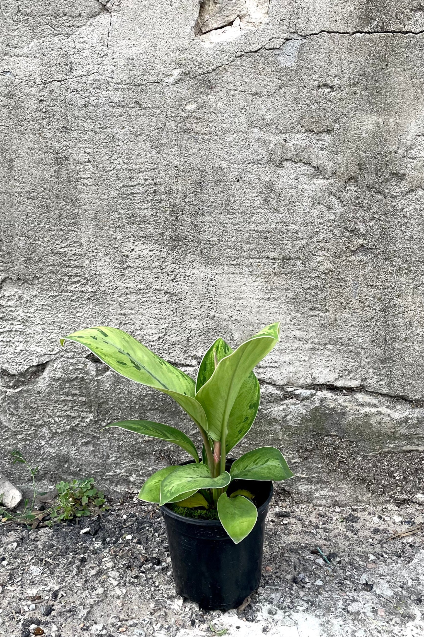 A full-body view of the 4.5" Homalomena 'Selby' against a concrete backdrop ©Sprout Home