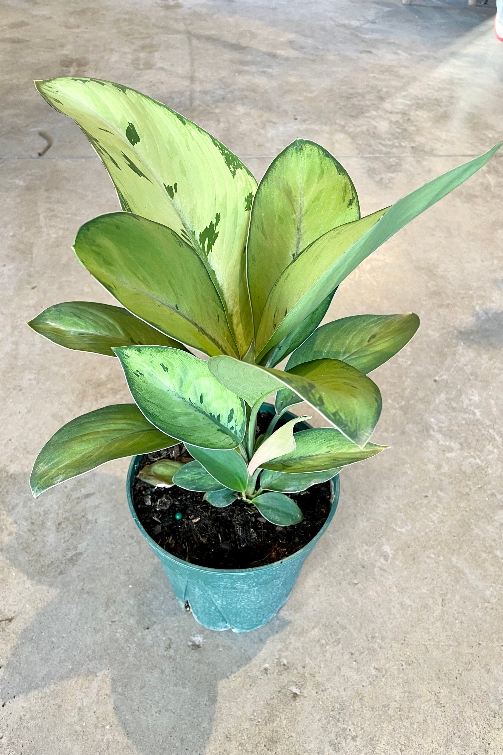 Homalomena 'Selby' in a 6" pot against a grey wall  at Sprout Home. ©Sprout Home