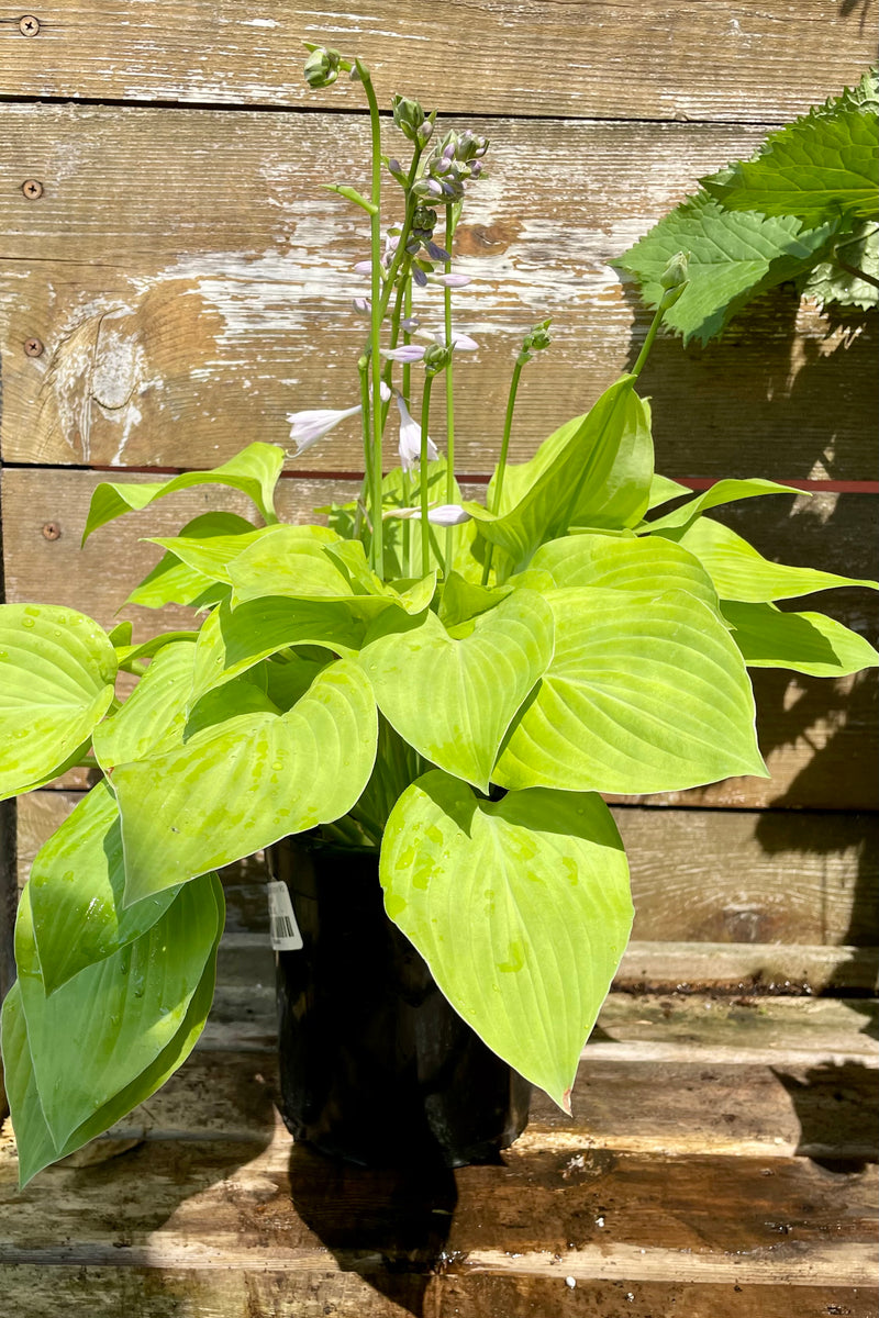 #1 size Hosta 'August Moon' with bright yellow green heart shaped leaves beginning to bloom against a cedar wall at Sprout Home in mid June.