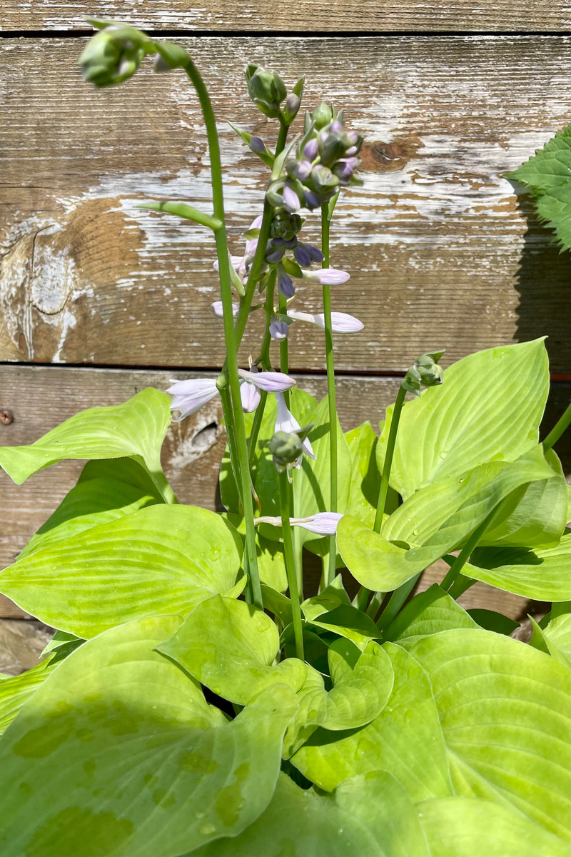 A detail picuture of the lavender white bud and beginning blooms of the Hosta 'August Moon' mid June against a cedar fence at Sprout Home.