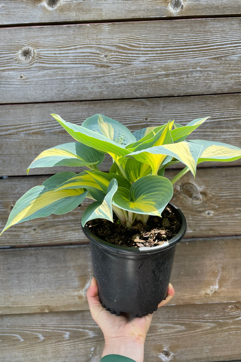 A picture of a #1 growers pot of the Hosta 'High Society' with its highly defined and variegated yellow and blue leaves  in the Sprout Home yard. 