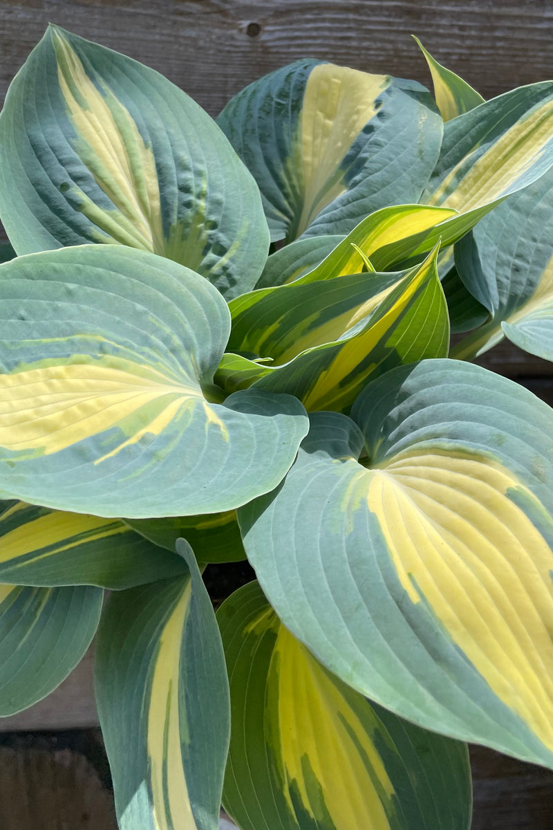 A close up picture of the highly defined and variegated yellow and blue leaves of the Hosta 'High Society' in the Sprout Home yard. 