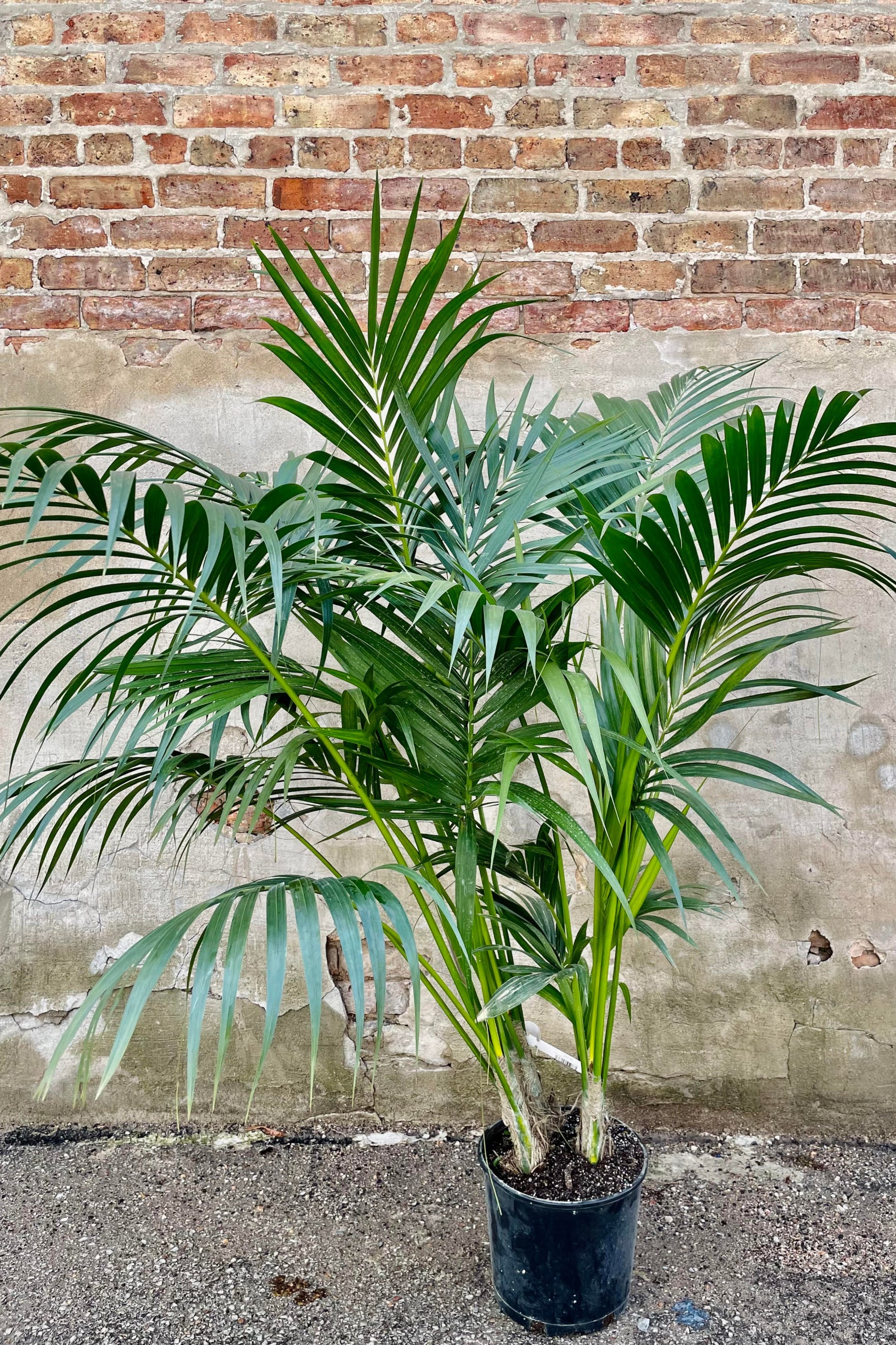 The Howea fosteriana "Kentia Palm" sits in its 10 inch growers pot against a brick wall. ©Sprout Home