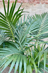 A detailed look at the Howea fosteriana's fanned out foliage.