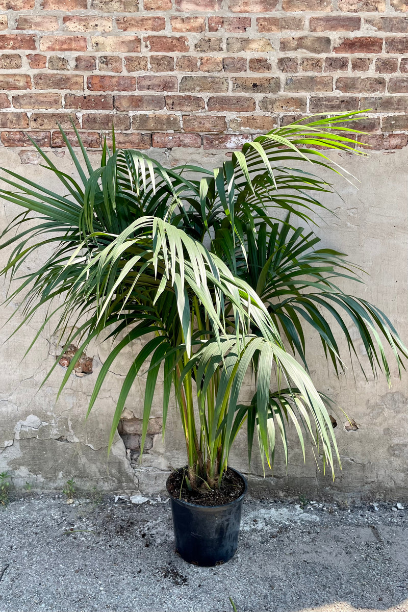 The "Kentia Palm" in a 12" growers pot showing the grace and fluidity of the large green leaves at Sprout Home. 
