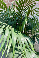 The large green lance shaped frond leaves of the Howea forsteriana "Kentia Palm" up close and personal at Sprout Home. 