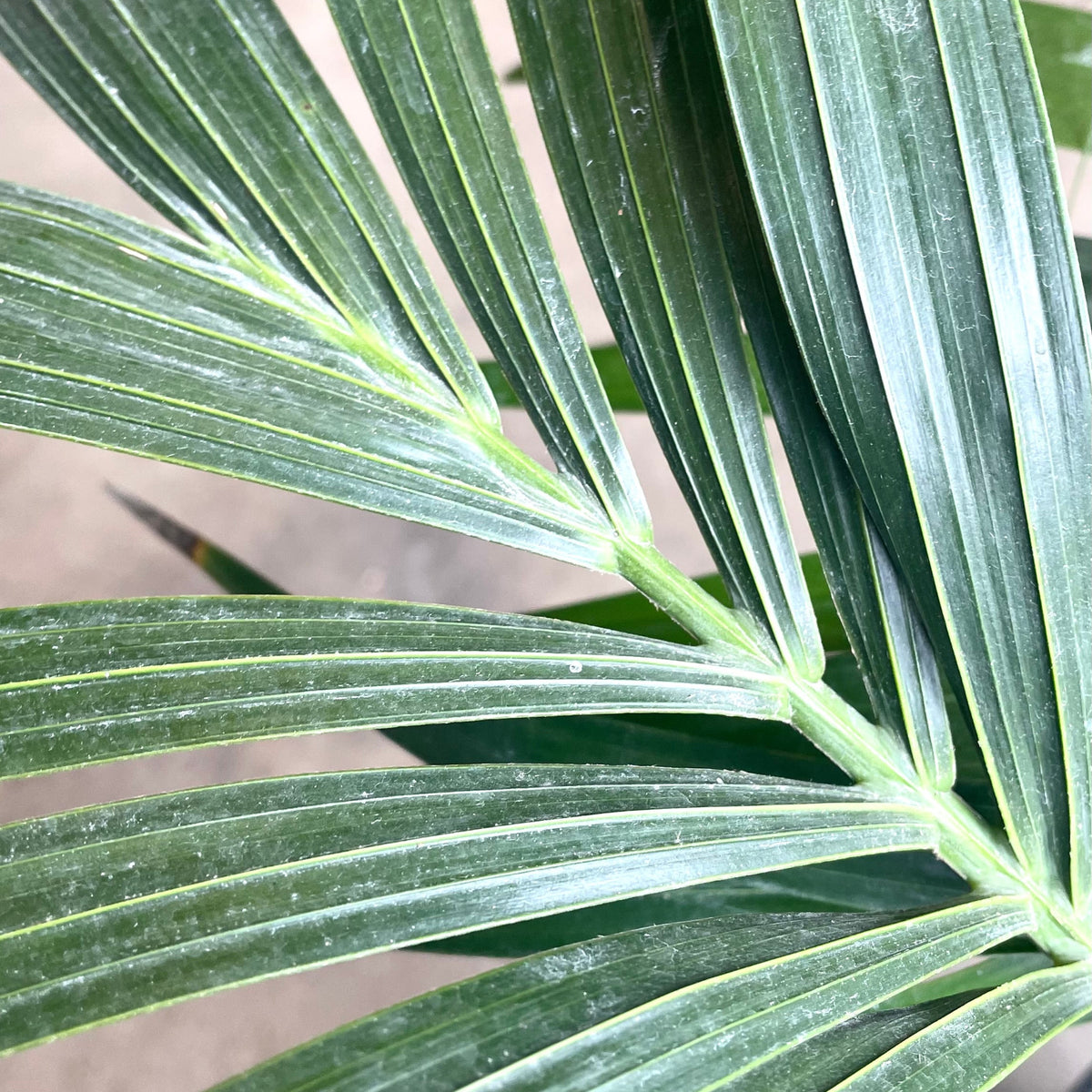 Howea forsteriana 