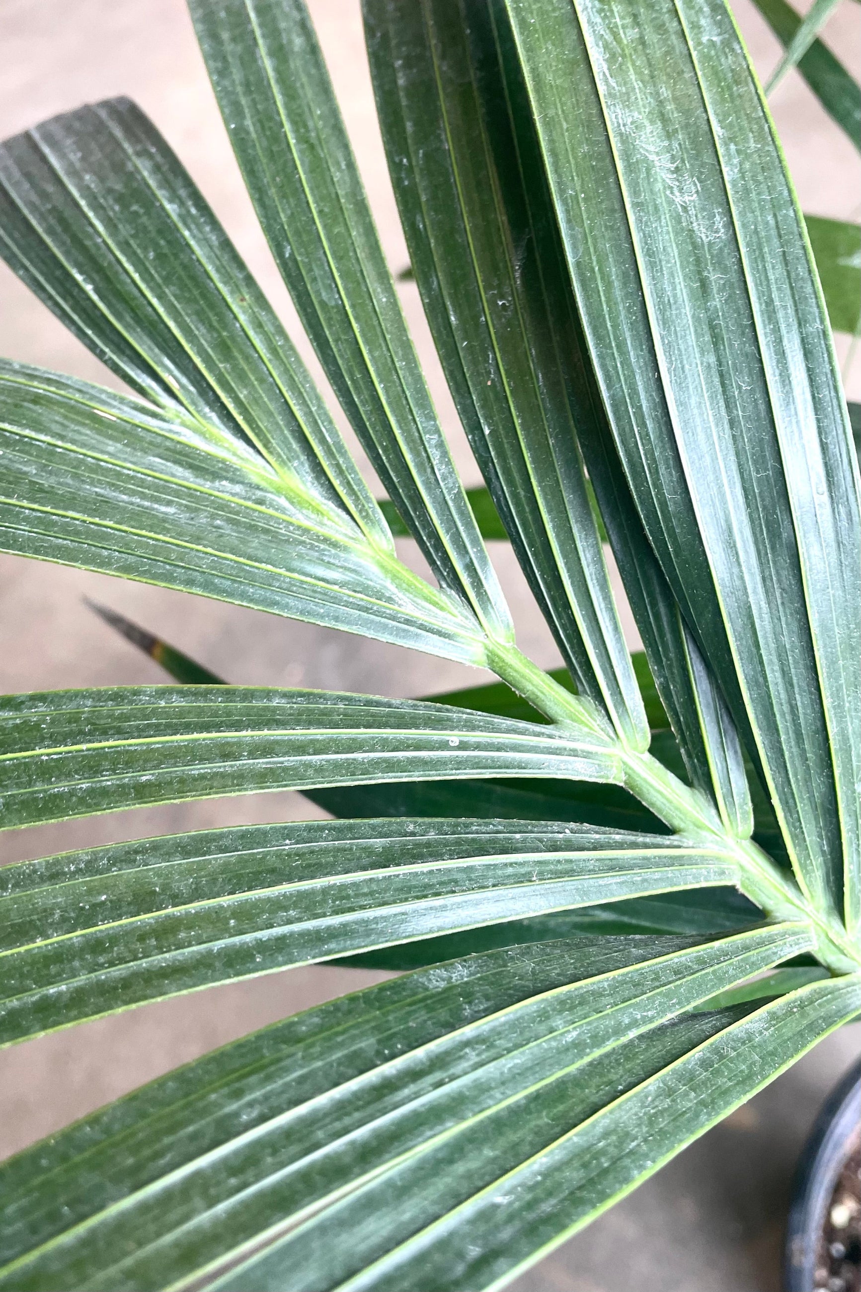 A detailed view of Howea forsteriana "Kentia Palm" #2 against concrete backdrop ©Sprout Home