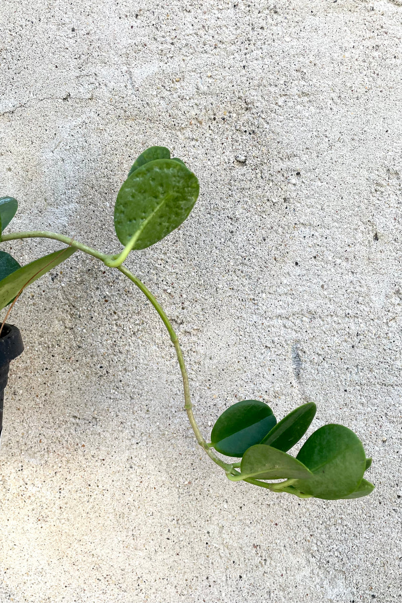 A detailed view of the leaves of the 4" Hoya australis against a concrete backdrop