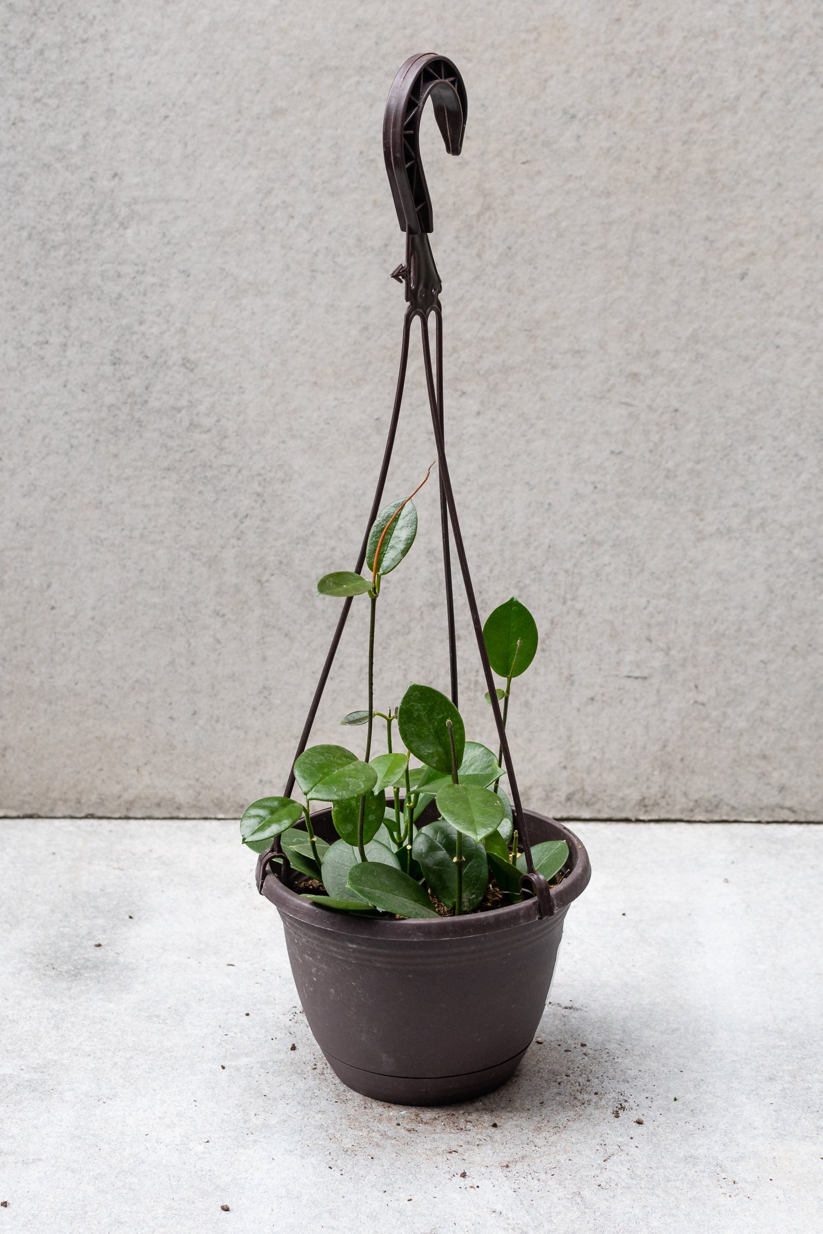 Hoya australis in a 6" growers basket against a grey wall. 