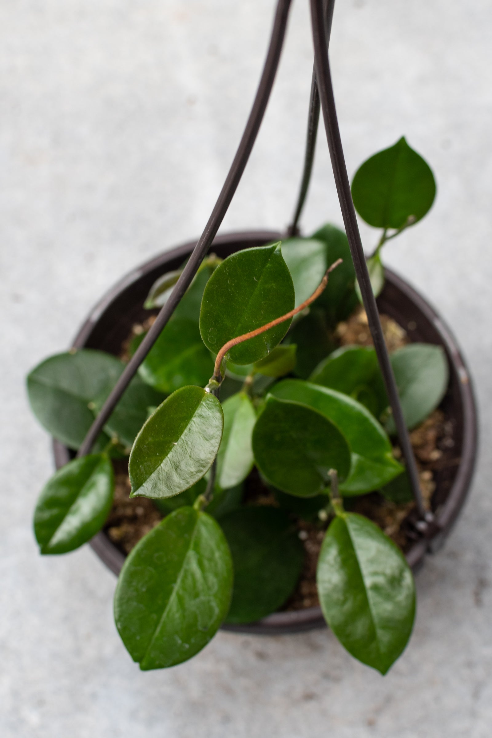 Hoya australis from above looking down on the top of the growers pot. 