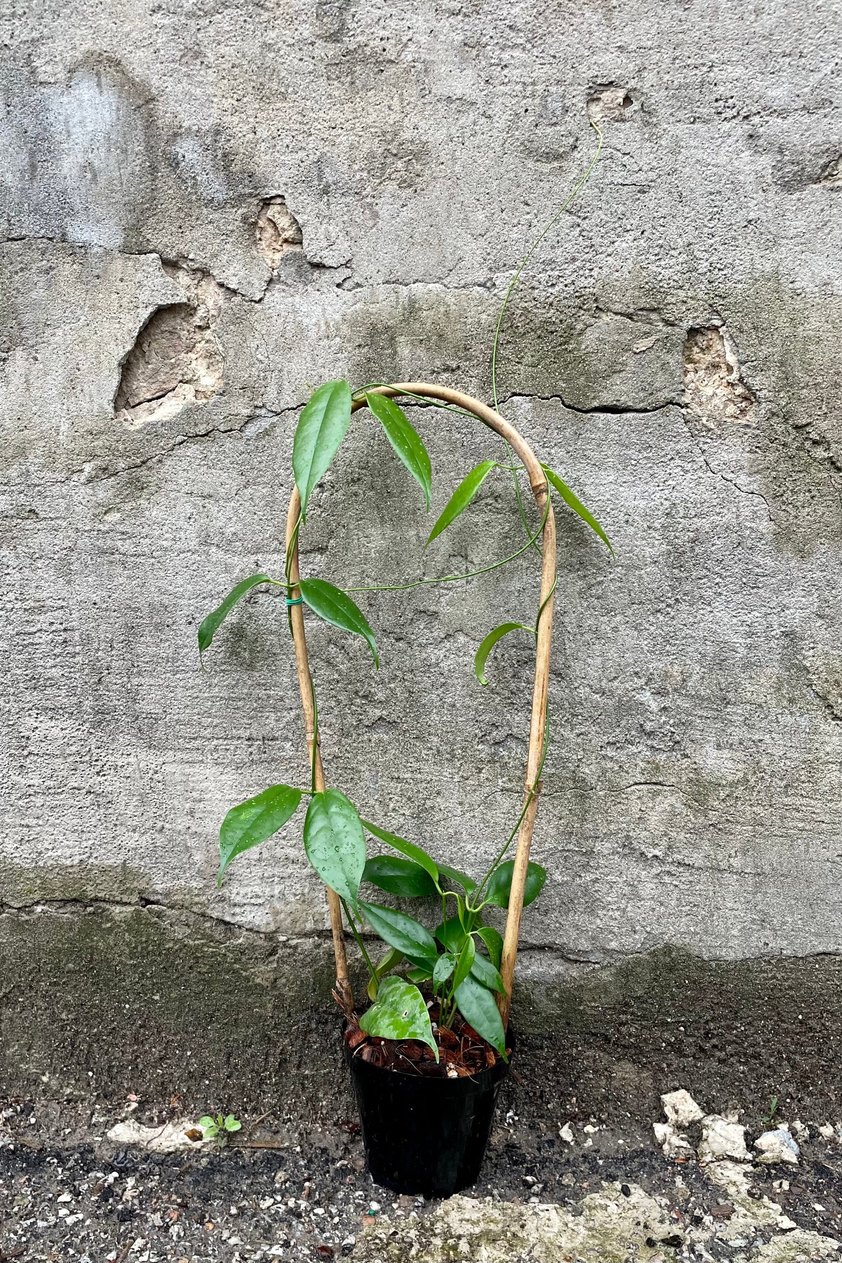 Hoya buotii 4" against a grey wall ©Sprout Home