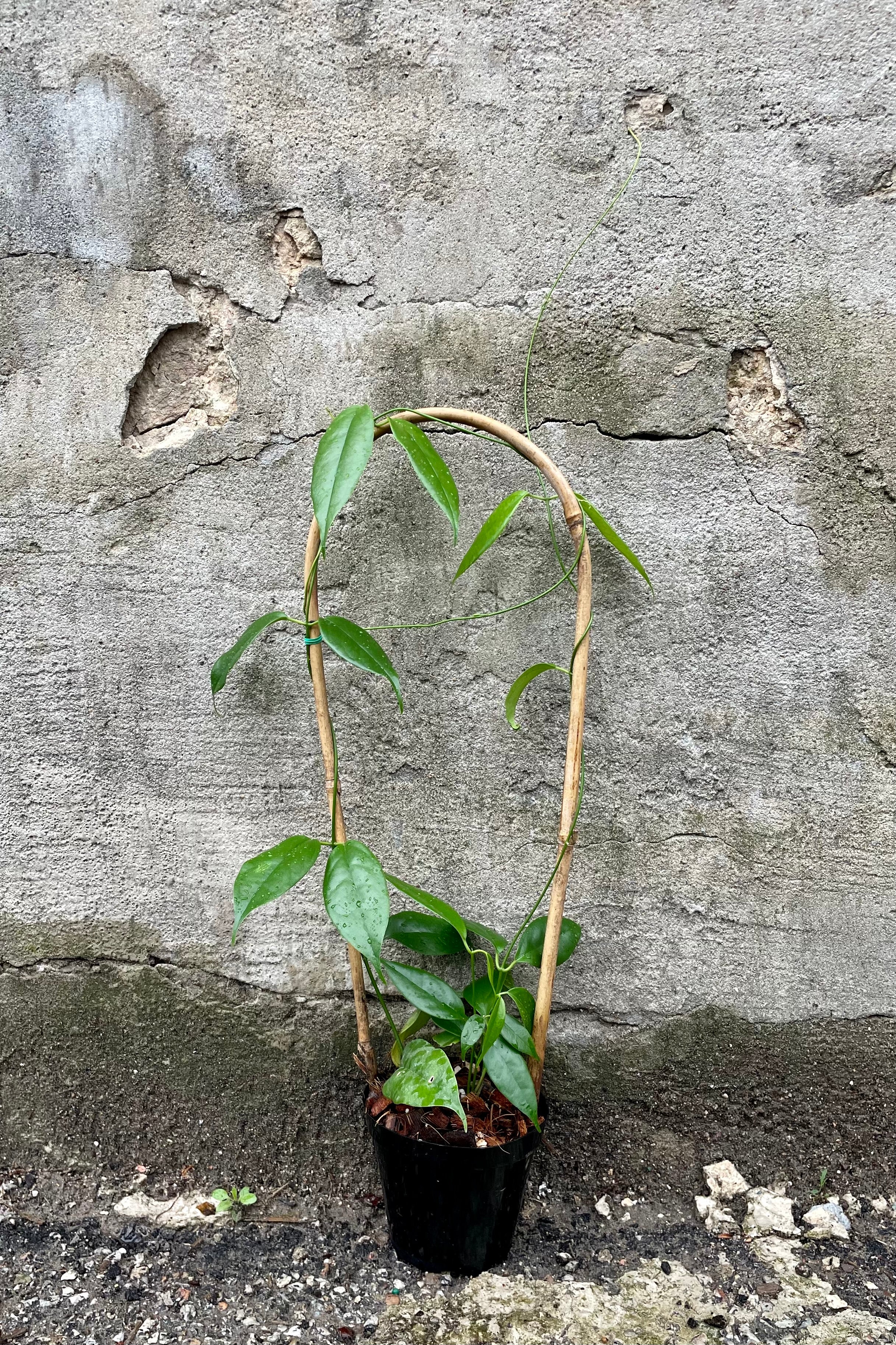 Hoya buotii 4" against a grey wall