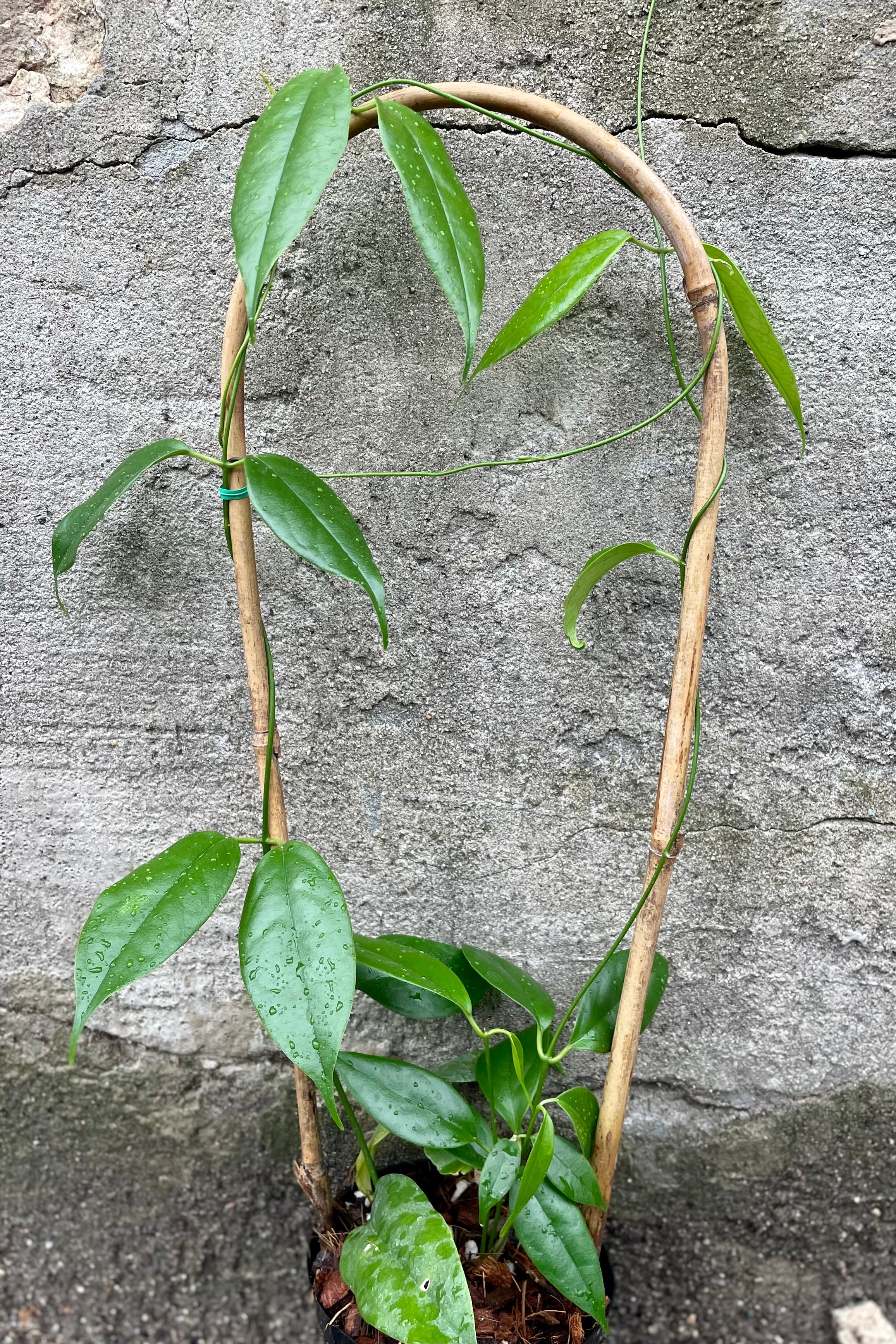 detail of Hoya buotii 4" against a grey wall