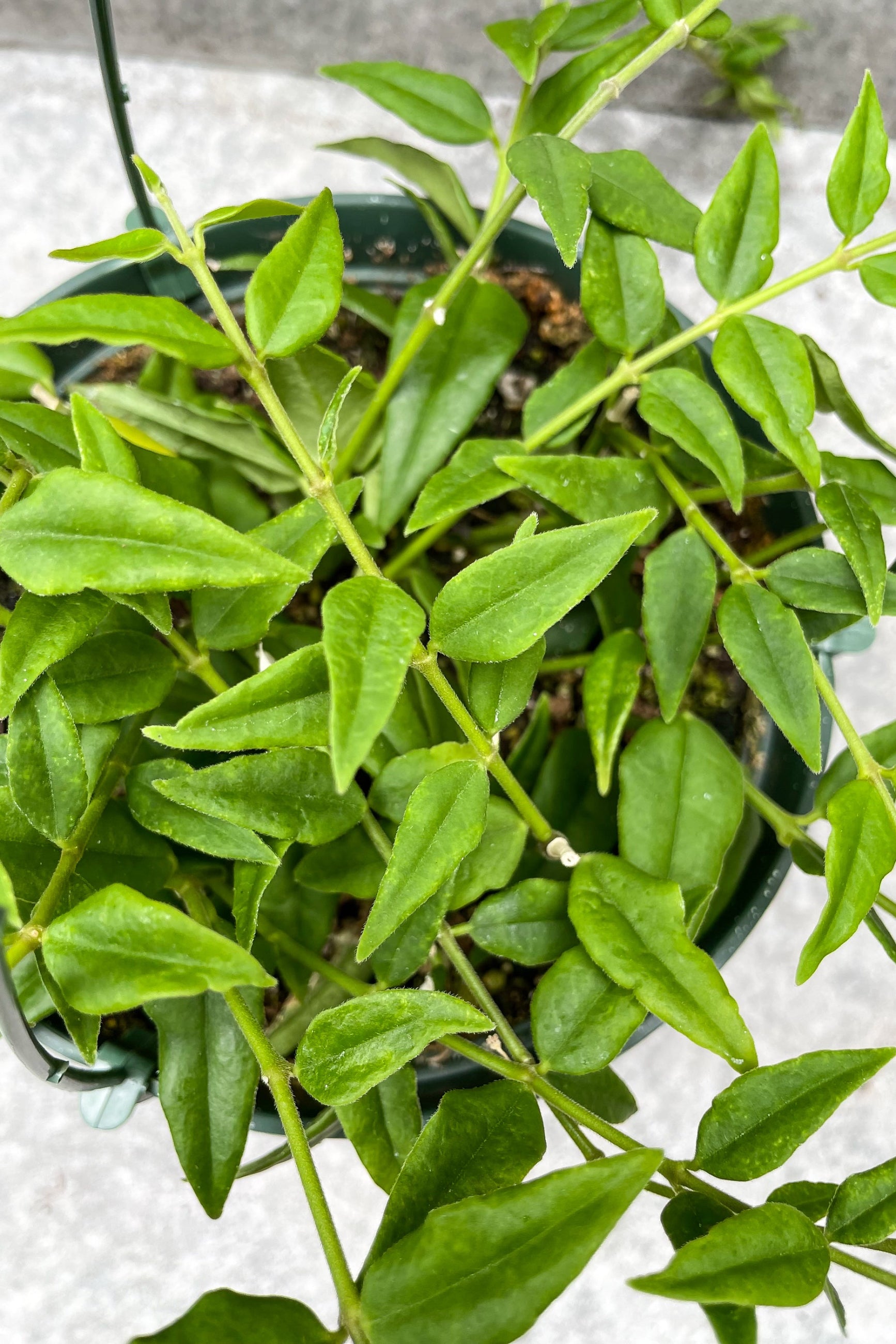 Close up of Hoya lanceolata 'Bella' ©Sprout Home