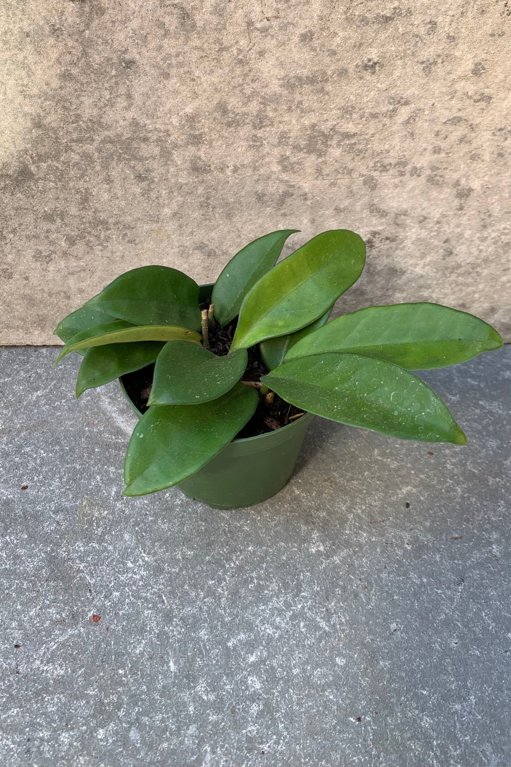 Hoya carnosa plant in a 4 inch growers pot.  ©Sprout Home