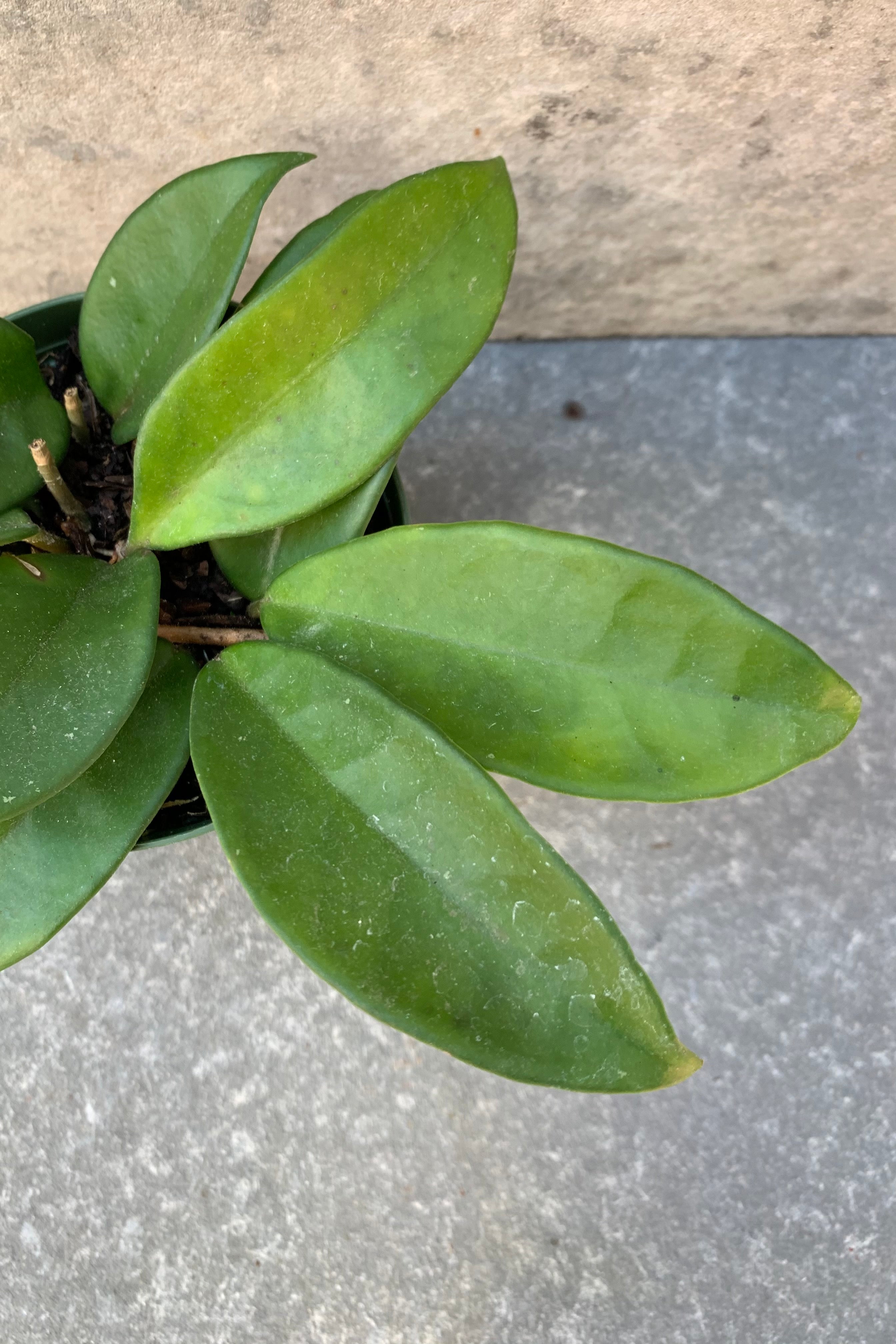 Detailed picture of the thick leaves of a Hoya carnosa plant.