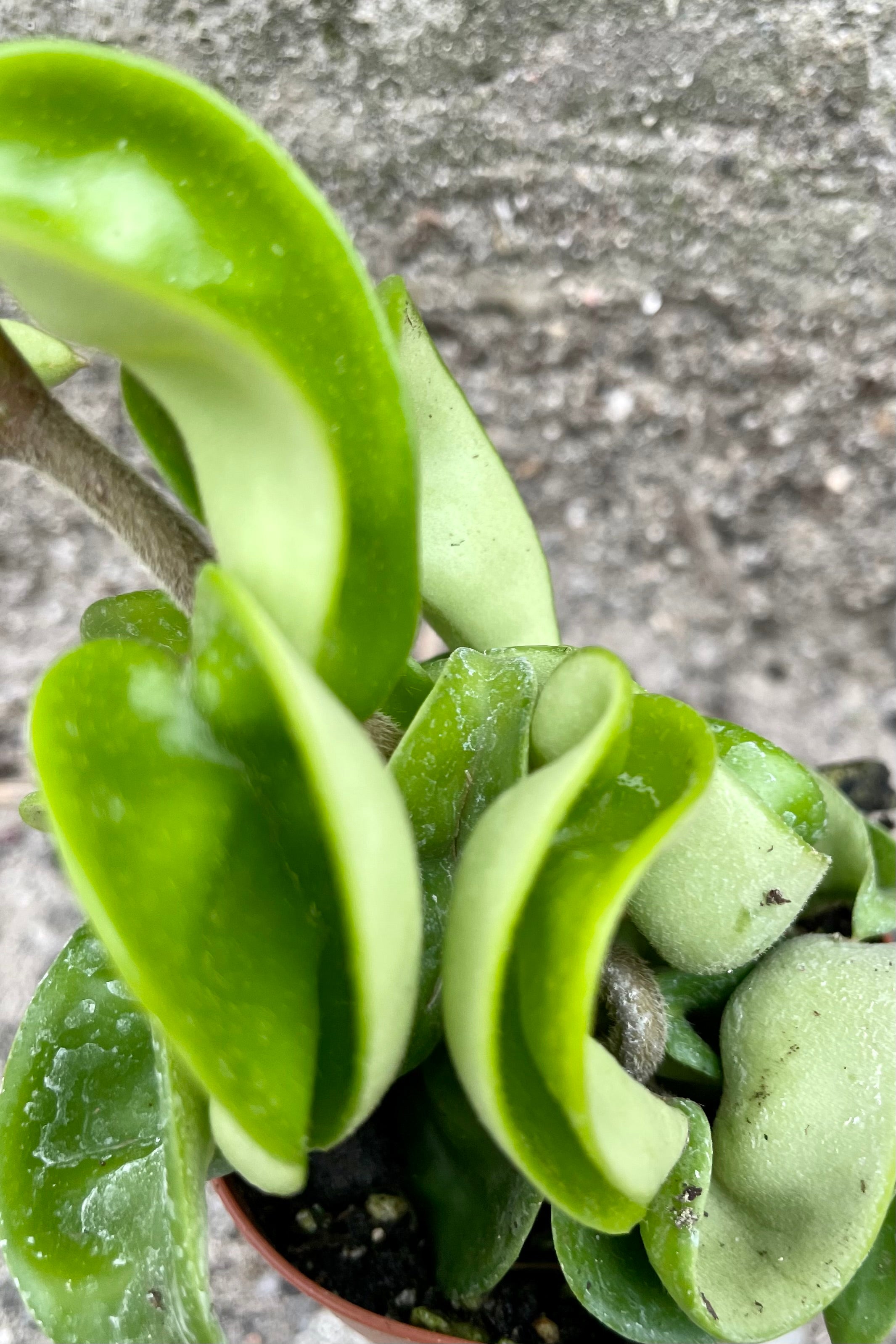 the curly thick green leaves of the Hoy carnosa compacta