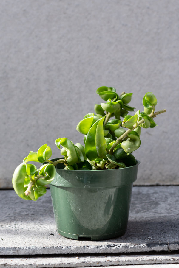 Hoya carnosa compacta in grow pot in front of grey background