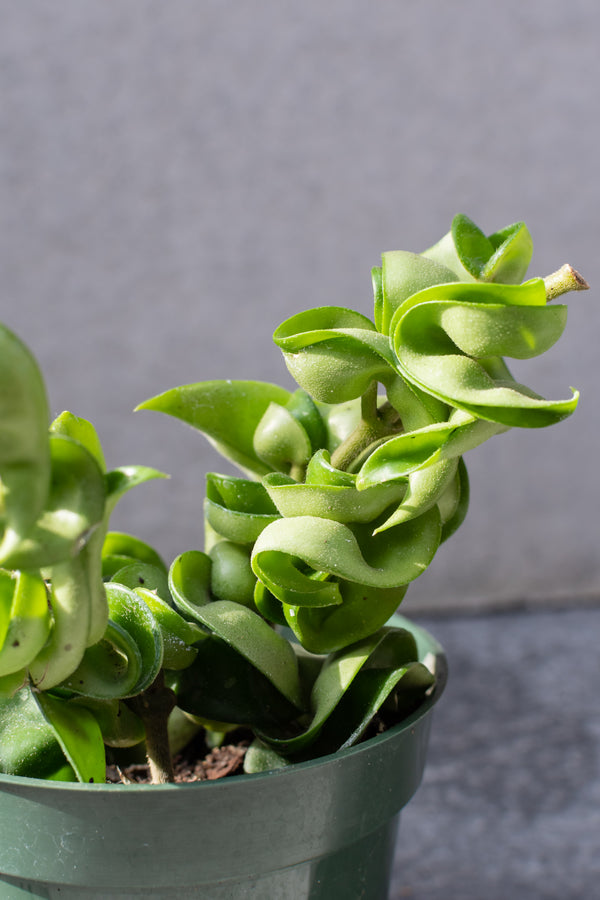 Close up of Hoya carnosa compacta leaves in front of grey background