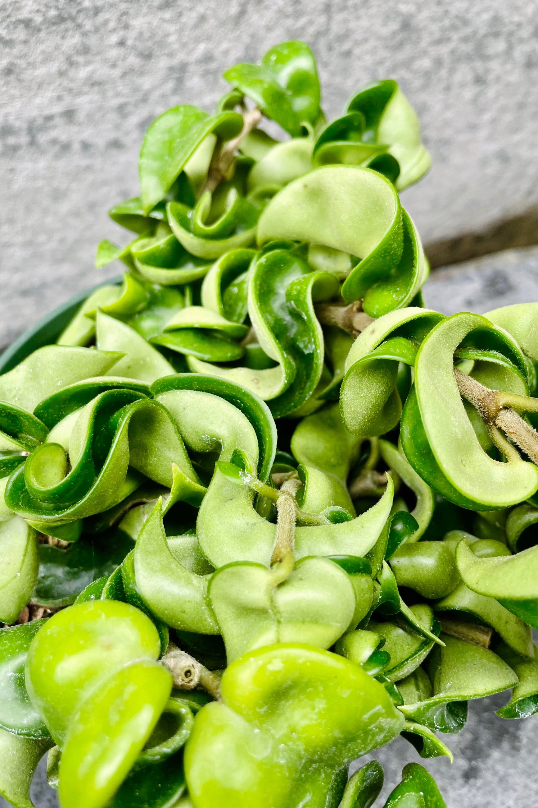 The Hoya carnosa compacta boasts a rich, green, rope-like foliage. ©Sprout Home