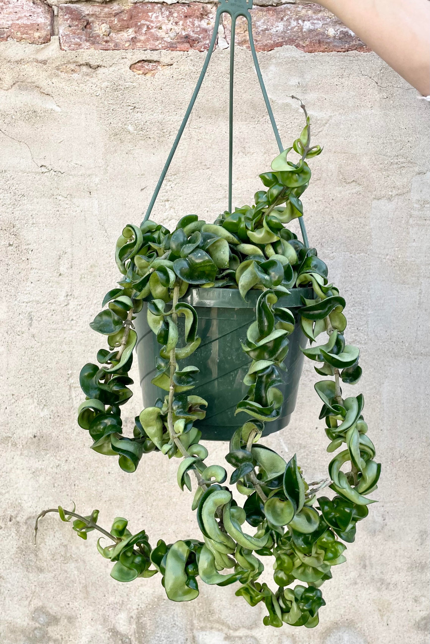 Hoya carnosa compacta in a 8" growers pot being held n hand in front of a concrete wall ©Sprout Home