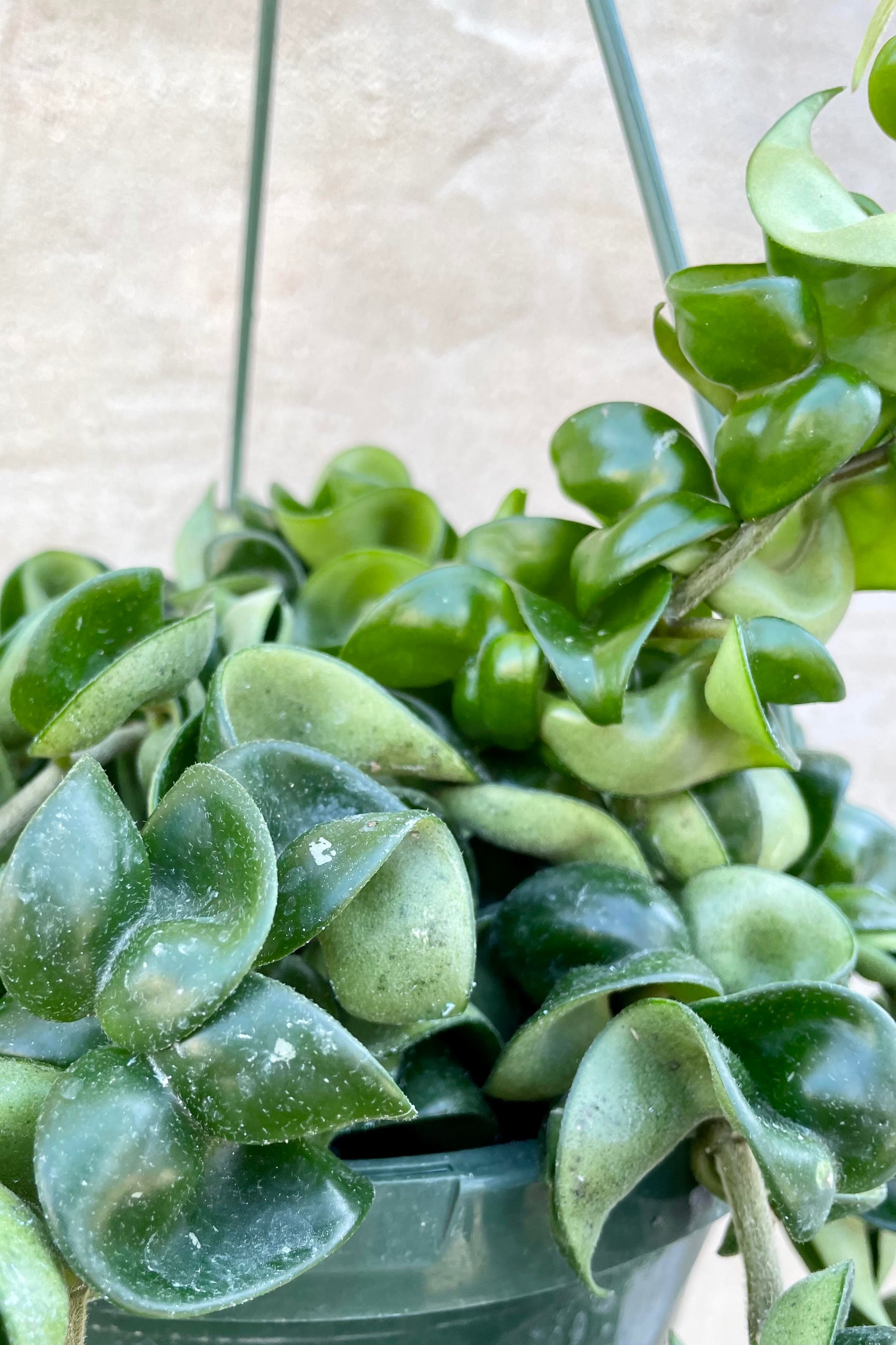 A potted Hoya carnosa compacta plant with waxy, green, curly leaves and no visible flowers. ©Sprout Home 