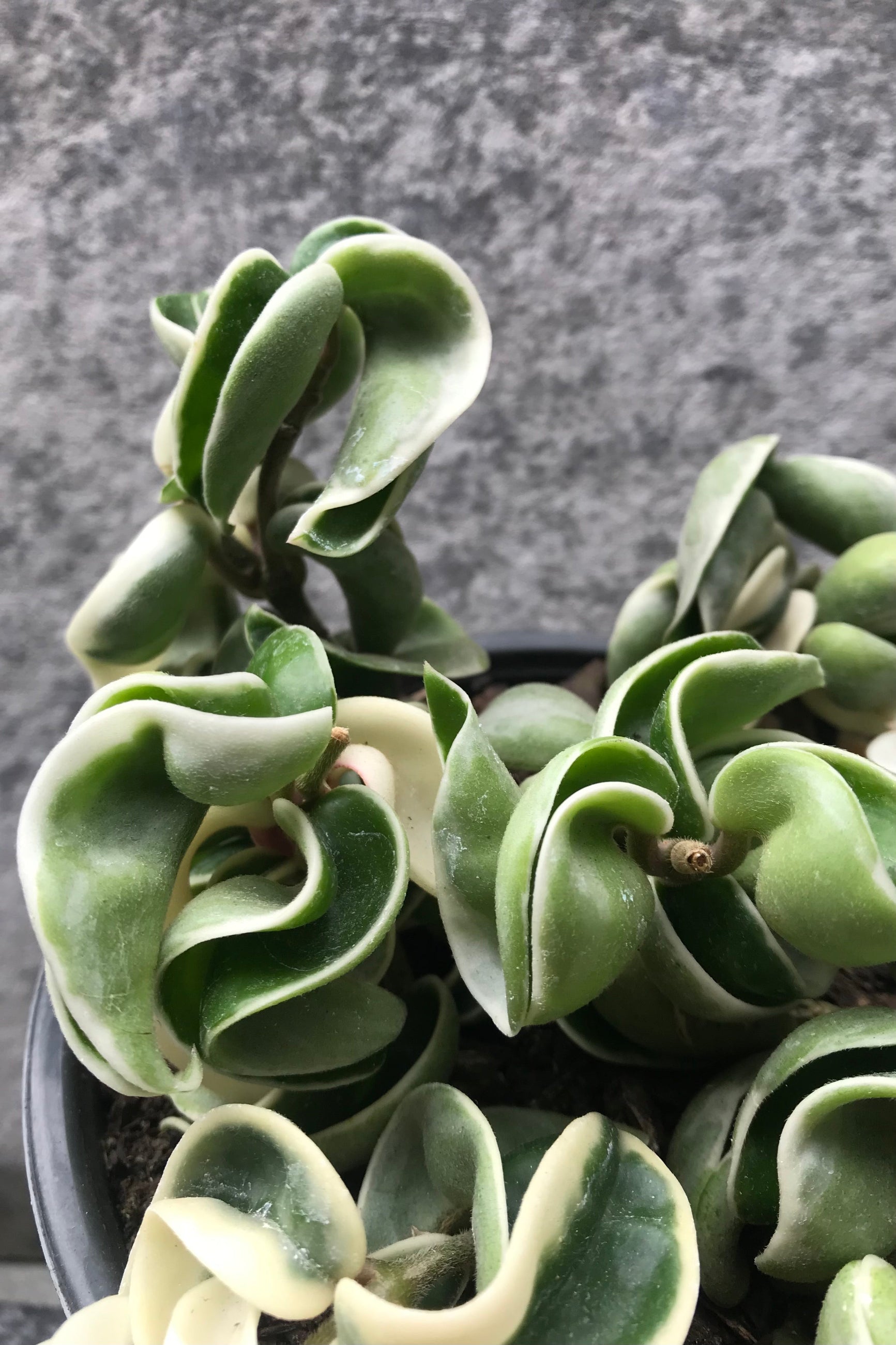 The Hoya carnosa compacta 'Variegata' boasts green and white, rope-like foliage. ©Sprout Home