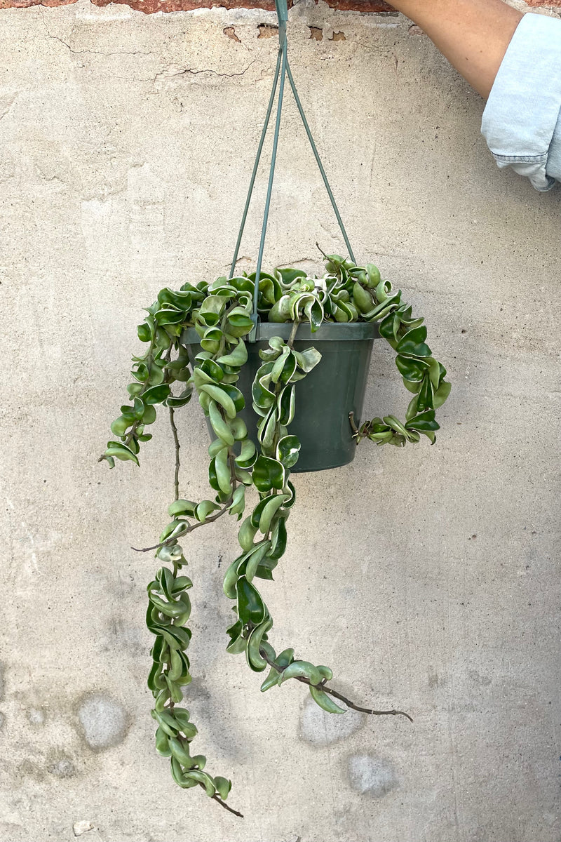 A hand holds the hanging Hoya carnosa compacta 'Variegata' 8" against a concrete backdrop