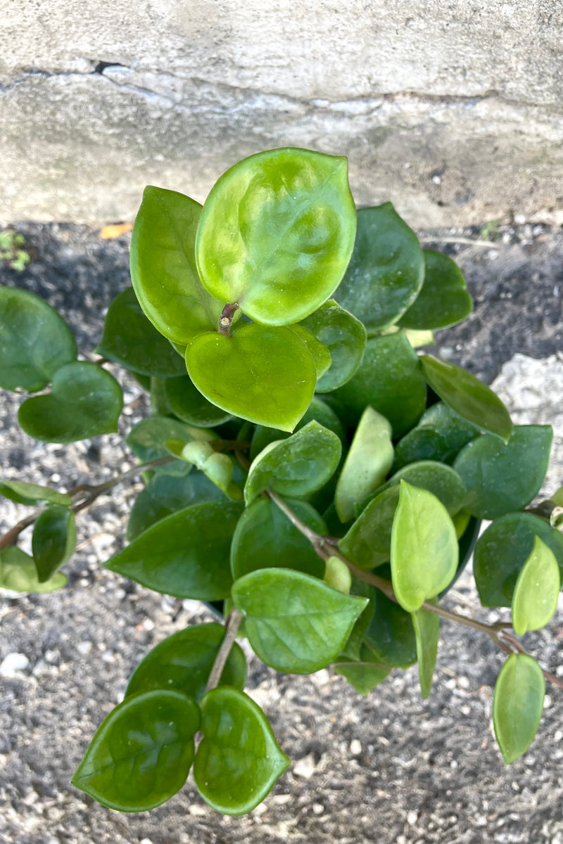 An overhead view of the Hoya carnosa 'Chelsea' 6" against a concrete backdrop
