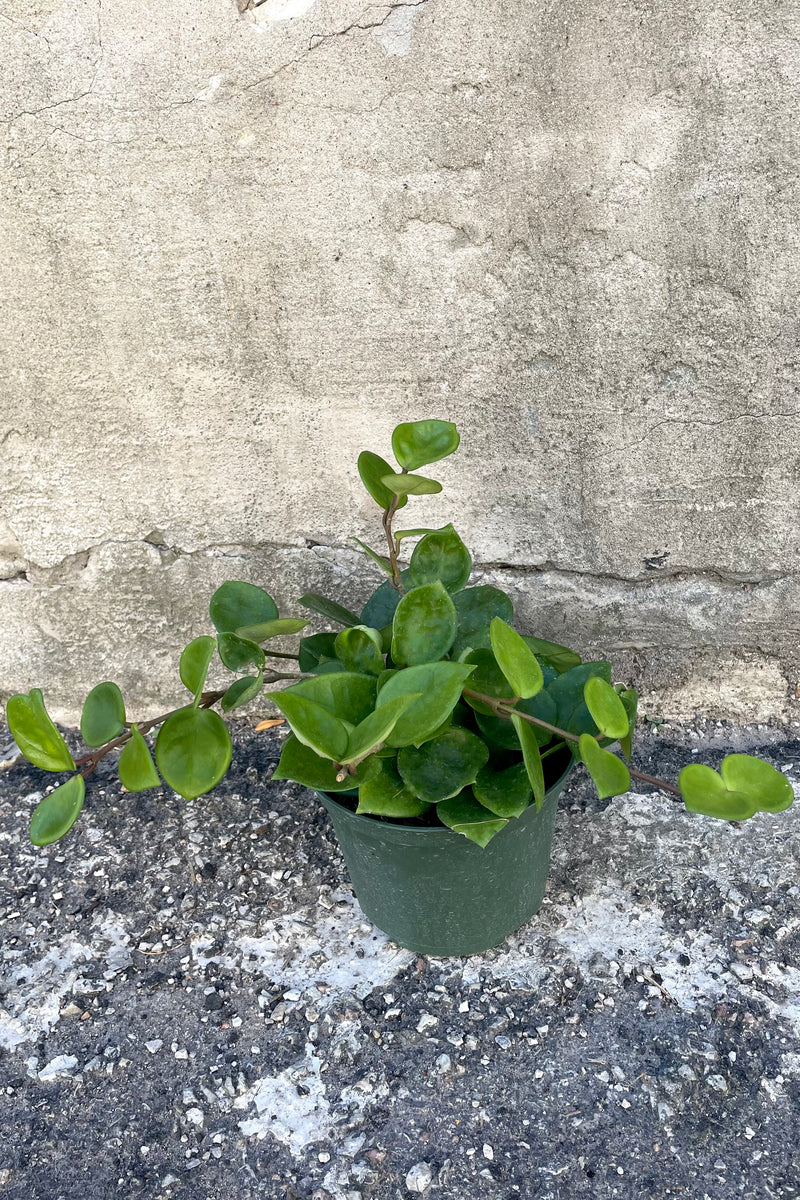 A full view of the Hoya carnosa 'Chelsea' 6" against a concrete backdrop