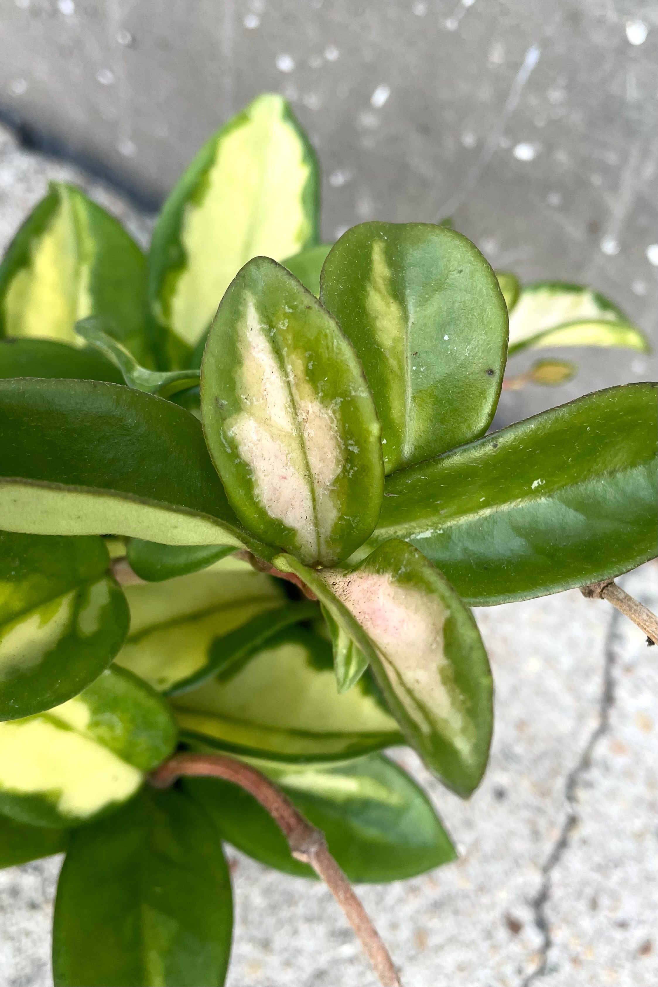 An overhead detailed shot of Hoya carnosa 'Exotica' 4" against concrete backdrop