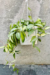 The Hoya carnosa "Exotica" hangs against a grey backdrop in its 8 inch growers pot/