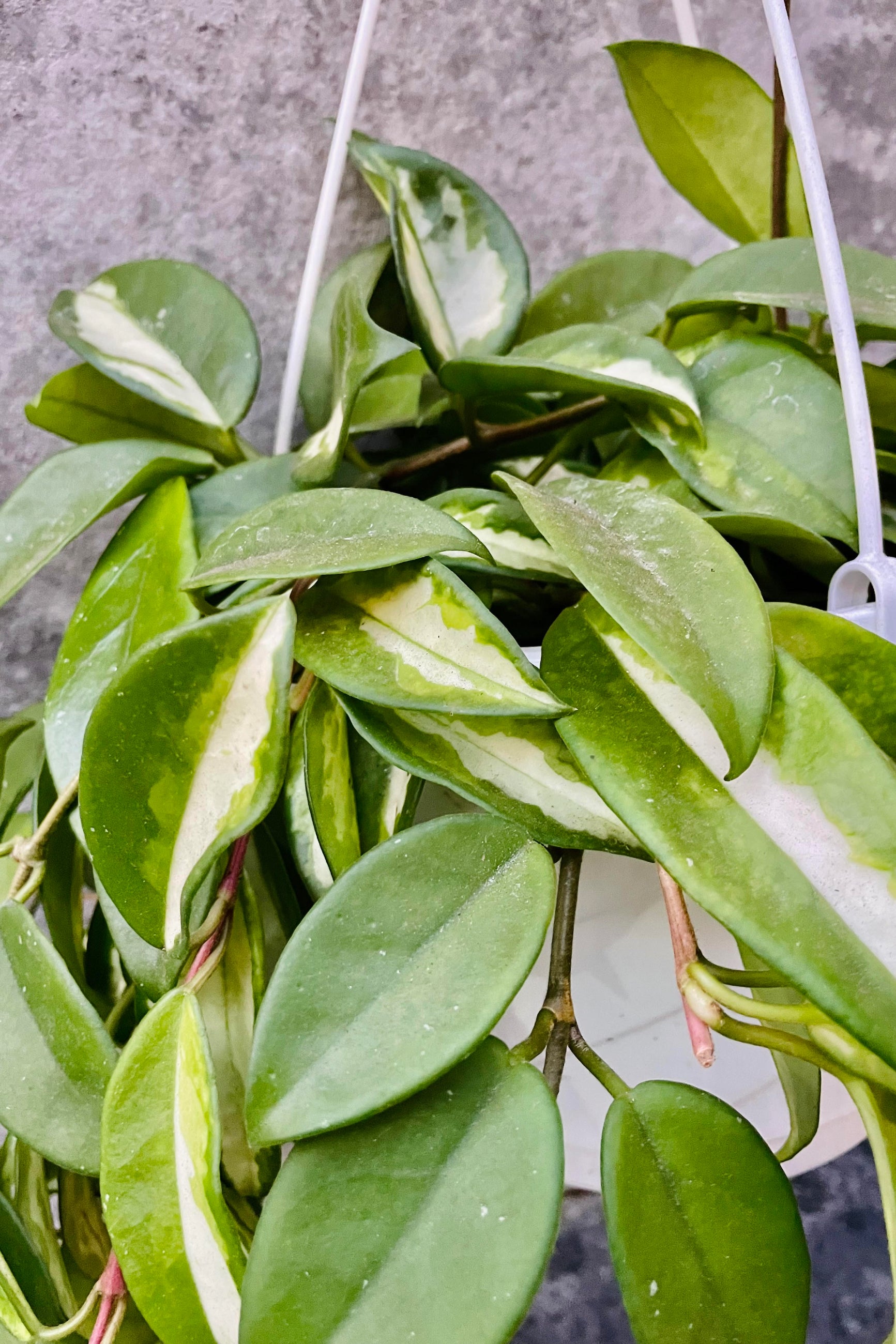 A detailed look at the Hoya carnosa "Exotica"s foliage. ©Sprout Home