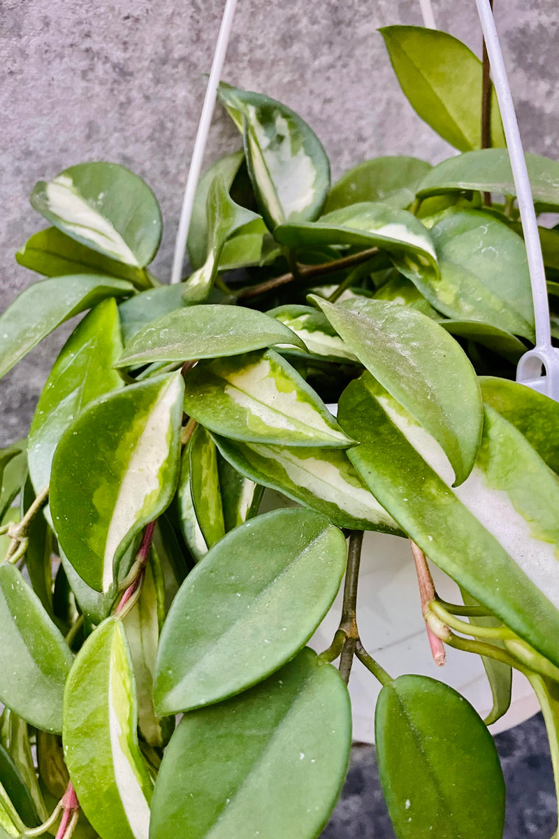 A detailed look at the Hoya carnosa "Exotica"s foliage.