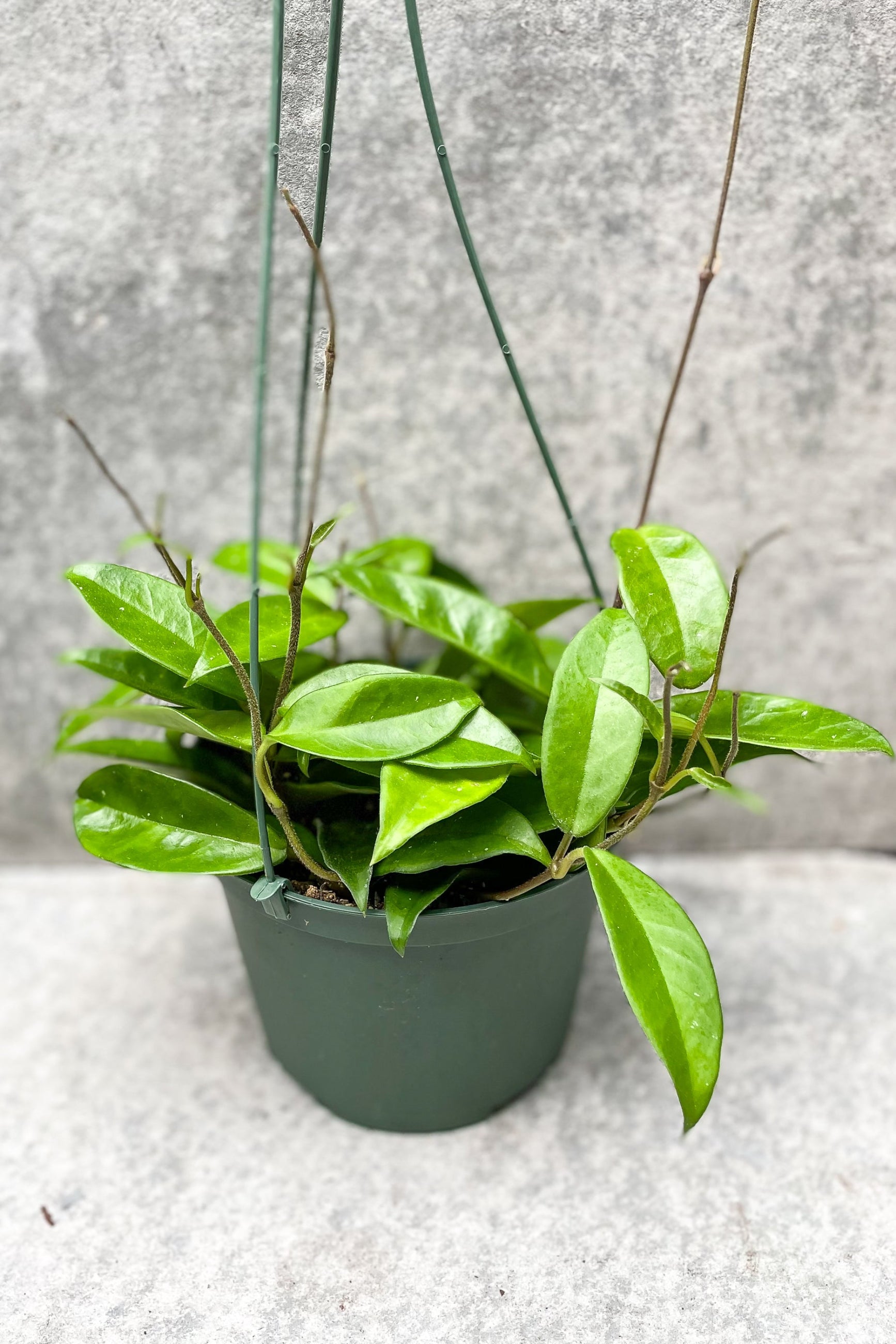 Hoya carnosa 'Jade' in hanging grow pot in front of grey wood background ©Sprout Home