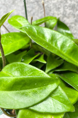 Close up of Hoya carnosa 'Jade' leaves