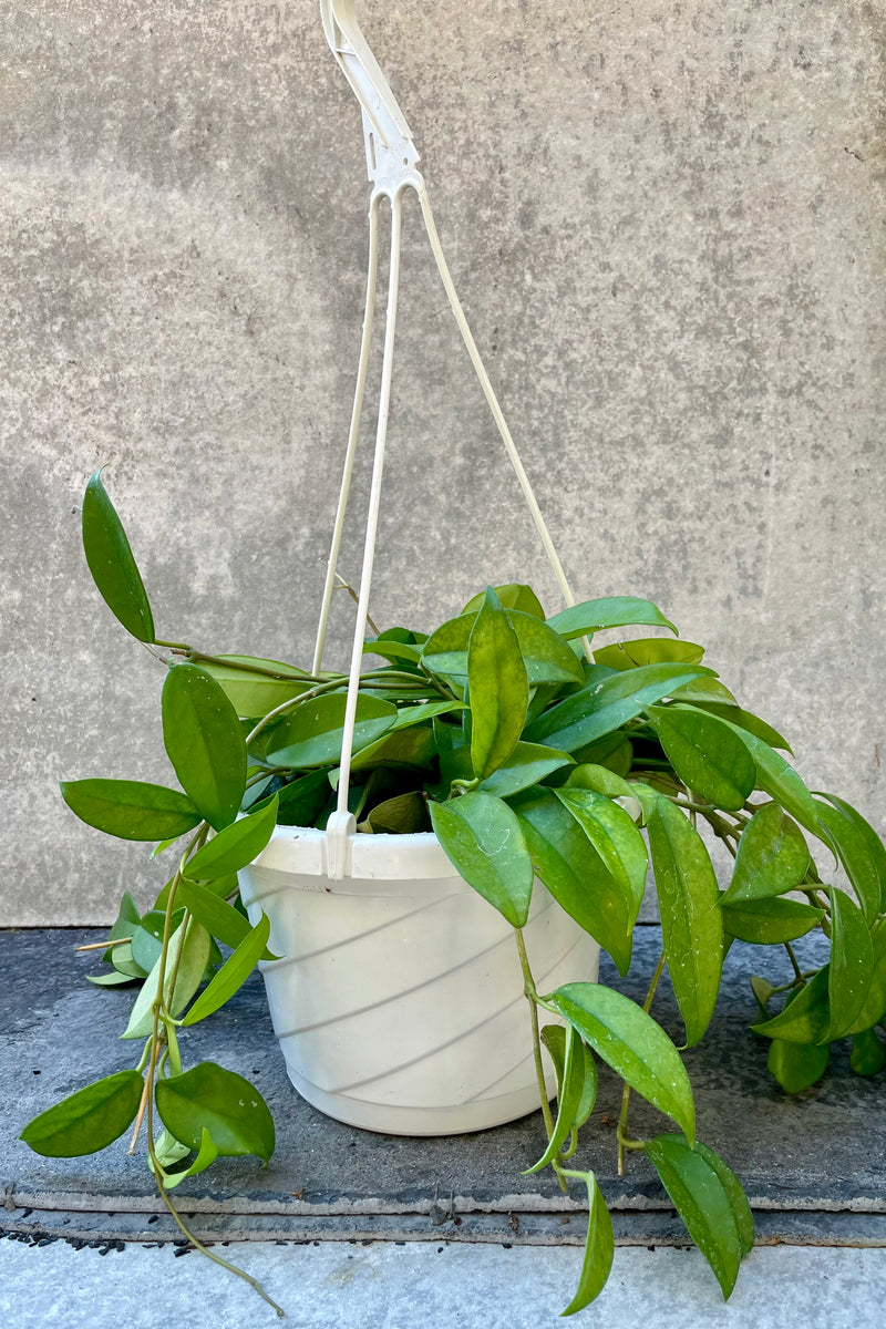 The Hoya carnosa sits pretty in an 8 inch growers pot with a hanger attached.