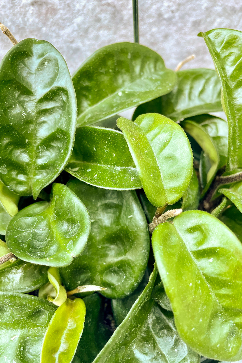 Close up of Hoya carnosa 'Krinkle 8' leaves