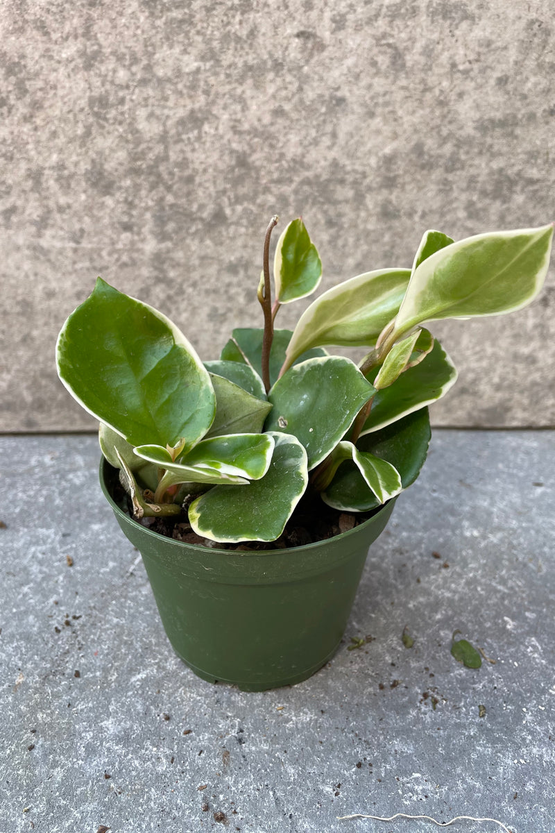 Hoya carnosa 'Krimson Queen'  plant in a 4 inch pot. 