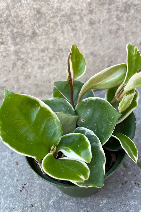 Hoya carnosa 'Krimson Queen' as viewed from above showing its thick leaves.  