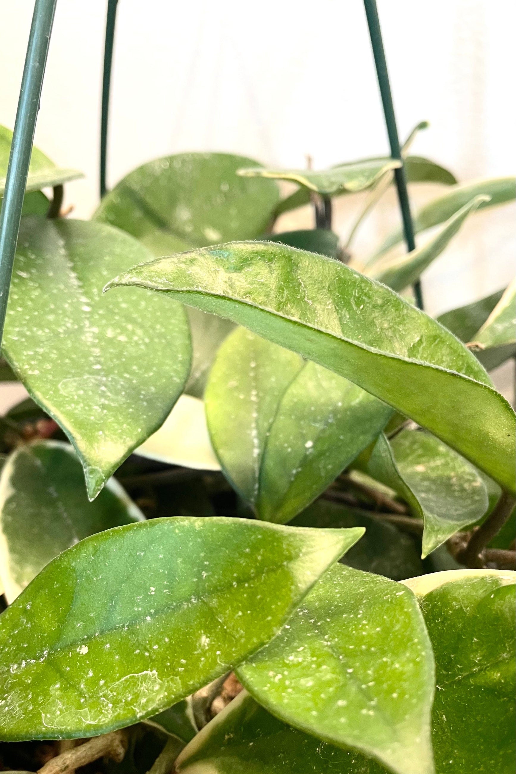A detailed view of Hoya carnosa 'Tricolor' 8" against white backdrop ©Sprout Home