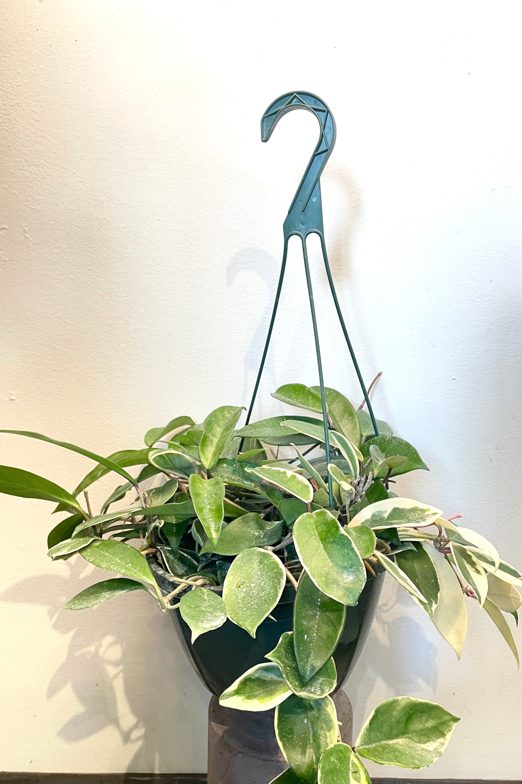 A full view of Hoya carnosa 'Tricolor' 8" in hanging basket against white backdrop ©Sprout Home